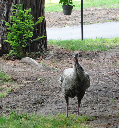 a wild turkey running around the campground